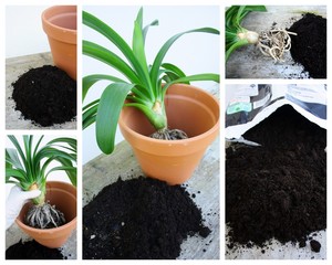 rempotage de plante