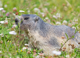 groundhog on alpine flower meadow