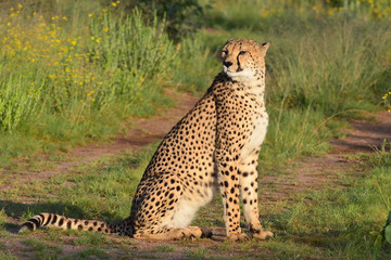 cheetah on the road,Namibia