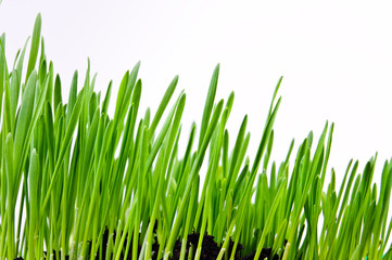 Germinated plants. Close-up Photos