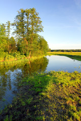 River bank in the forest at the sunset