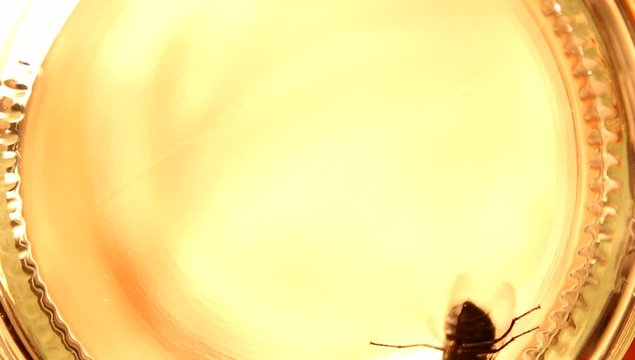 Mosca encerrada