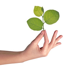 hand with branch