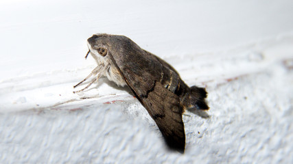 farfalla notturna guardinga