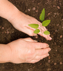 Woman planting eucalyptus sapling