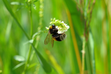bumble bee on a flower