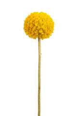 Spherical with a delicate yellow flower stems