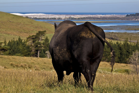 Bull in New Zealand