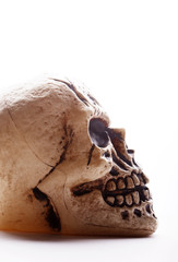Human Skull Profile