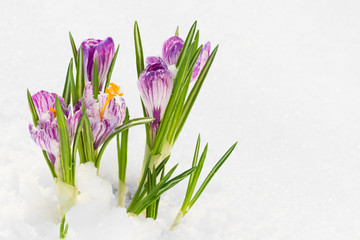 spring flowers,  crocus in the snow