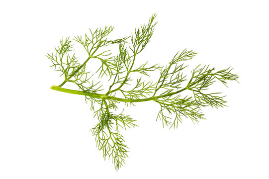 Branch of fennel
