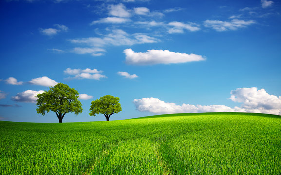 Green field in spring