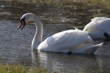 Swan - Cygnus olor