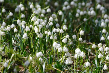 Märzenbecherblüte (Leucojum vernum) im Eselsburger Tal