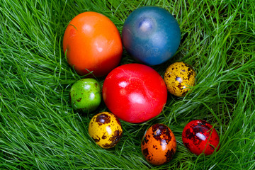 Fototapeta na wymiar Colorful painted easter eggs in the grass