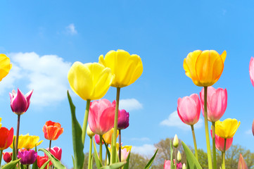 Endlich Frühling, Tulipa, Tulpen, Frühlingsbeginn, Schnittblumen