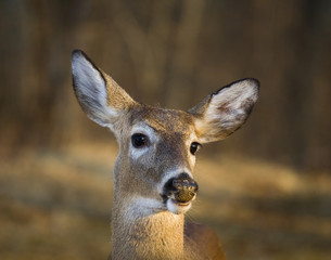 Whitetail portrait