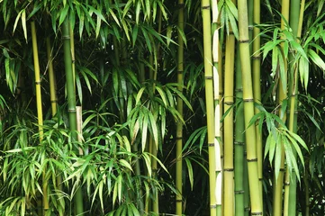 Gordijnen Groen bamboebos © axle