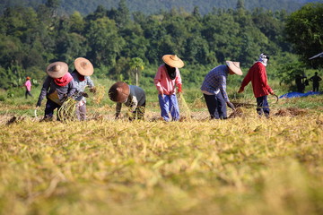 farmer working in rice paddy