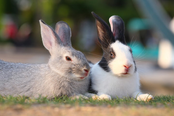 rabbits close up.