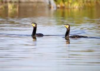 Great cormorants