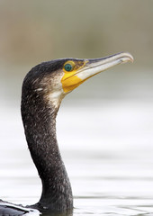Great cormorants