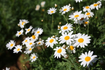White Daisy flowers in sunny day  background - 39798980
