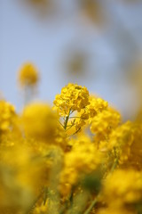 ナノハナ