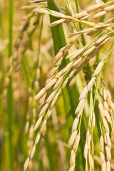 Close up of ripe rice