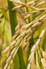 Close up of ripe rice