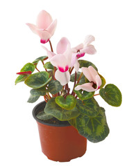 Cyclamen