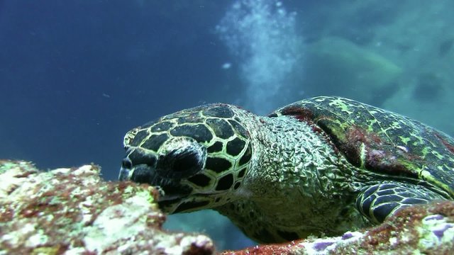 tortue broutant gros plan