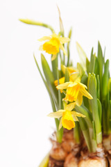 Yellow daffodils