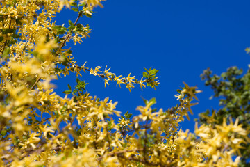 Green and yellow leafs