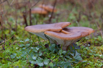 Edible wild mushroom (Pleurotus eryngii)