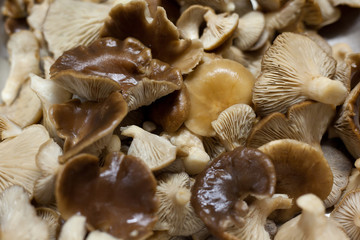 Edible wild mushroom "Pleurotus eryngii" prepared to cook