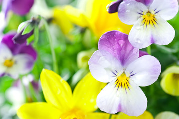 Spring Flowers