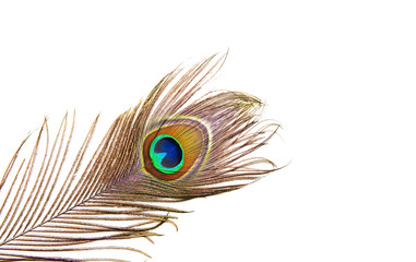 Peacock feather detail