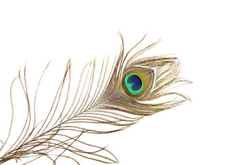 Fototapeta premium Peacock feather detail
