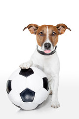 dog with a white soccer ball © Javier brosch