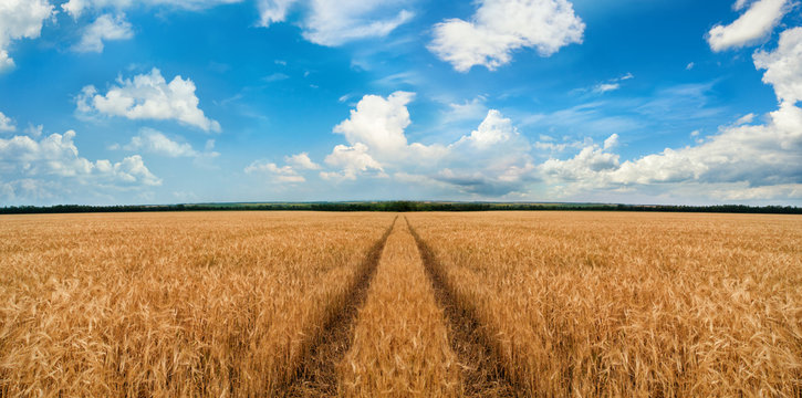 Road through wheat field