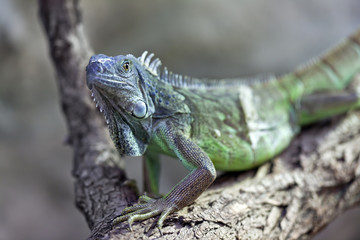 leguan