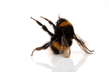 Sitzende Hummel