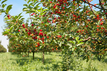 cherries  orchard