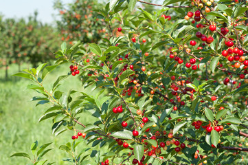 cherries  orchard