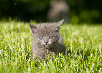 grey kitten outdoors in the grass