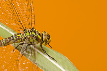Libelle auf Blatt vor orange