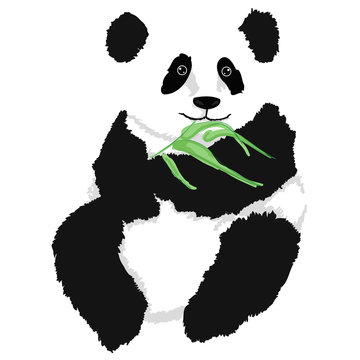 Panda sitting with babmboo branch, on white background.