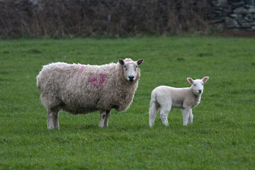 Naklejka na ściany i meble New born Lambs