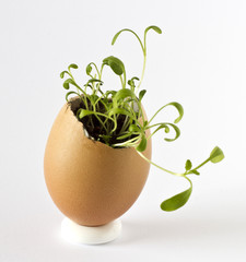 Garden cress growing in an egg shell